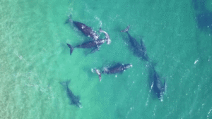All's Whale That Measures Well: Drones Help Researcher Measure Marine Mammals