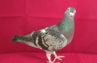 On The Lighter Side:  Why did Someone pay 1.4 Million Dollars for a Pigeon?  (Video)