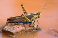 Can Drones Control Locusts in India?